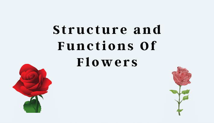 Structure and Function Of Flower
