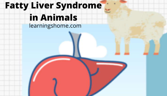 Fatty Liver Syndrome in Animals